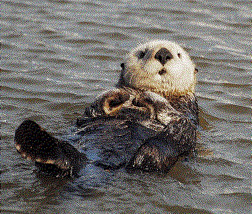 image of an otter